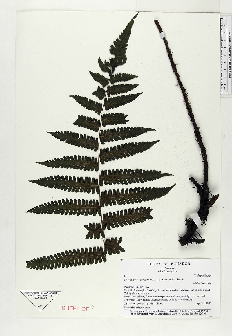 Thelypteris corazonensis