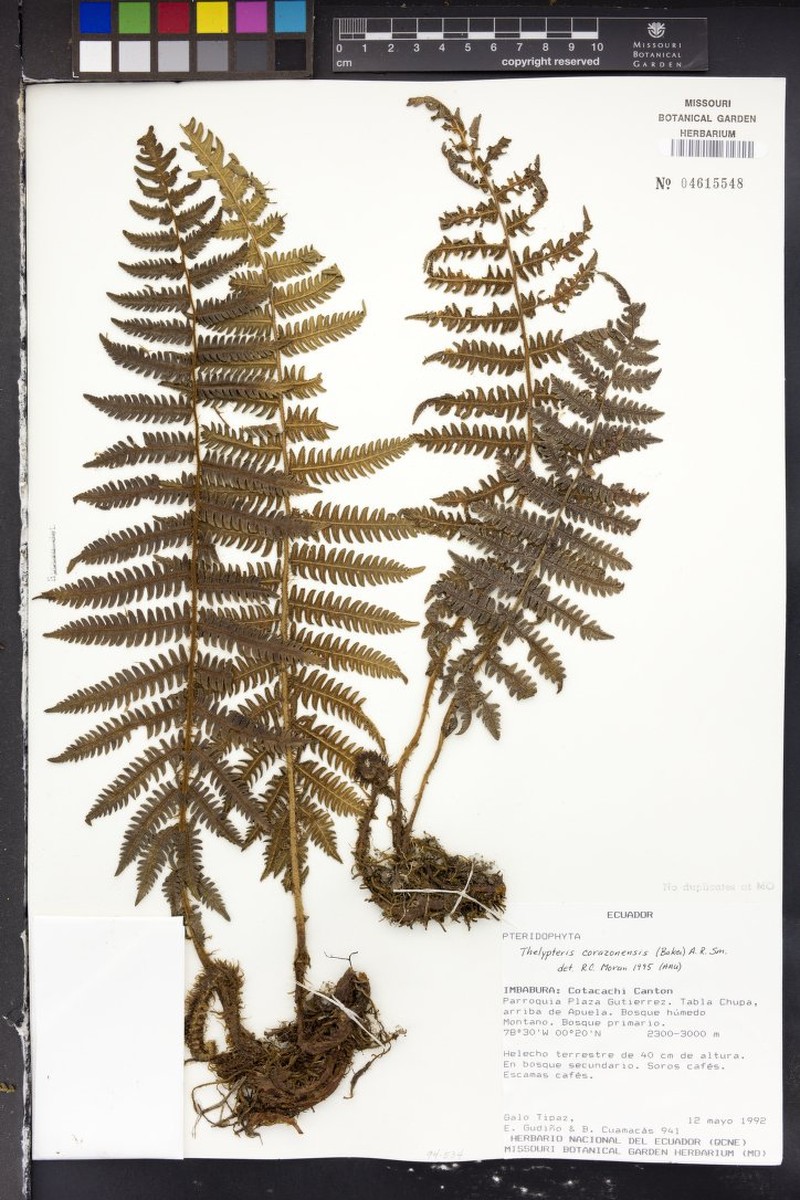Thelypteris corazonensis photo 2