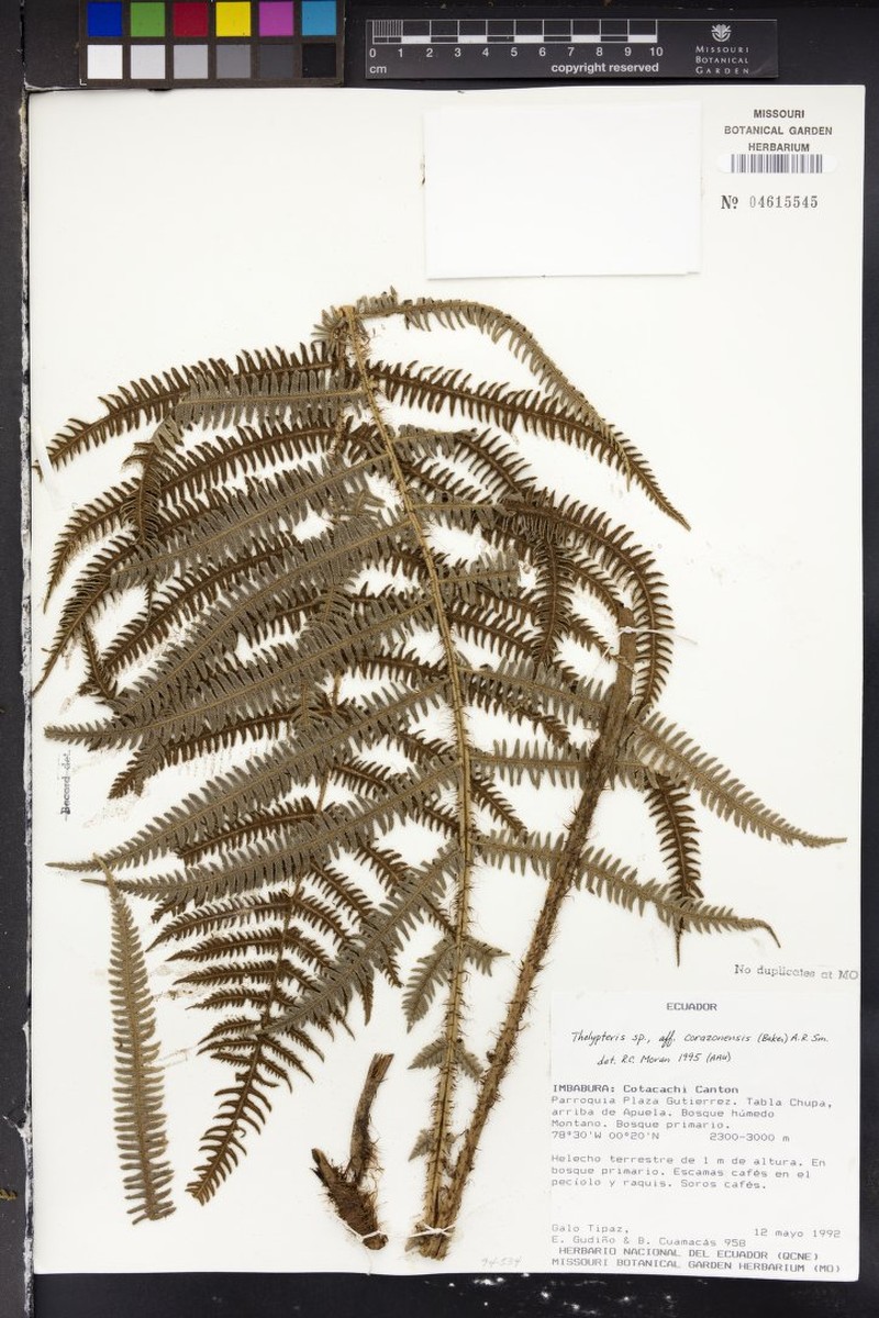 Thelypteris corazonensis photo 3