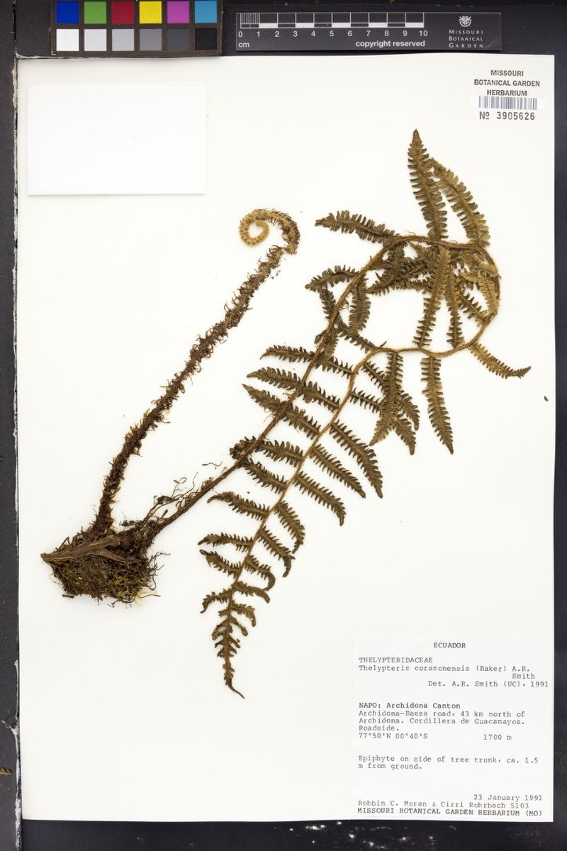 Thelypteris corazonensis photo 4
