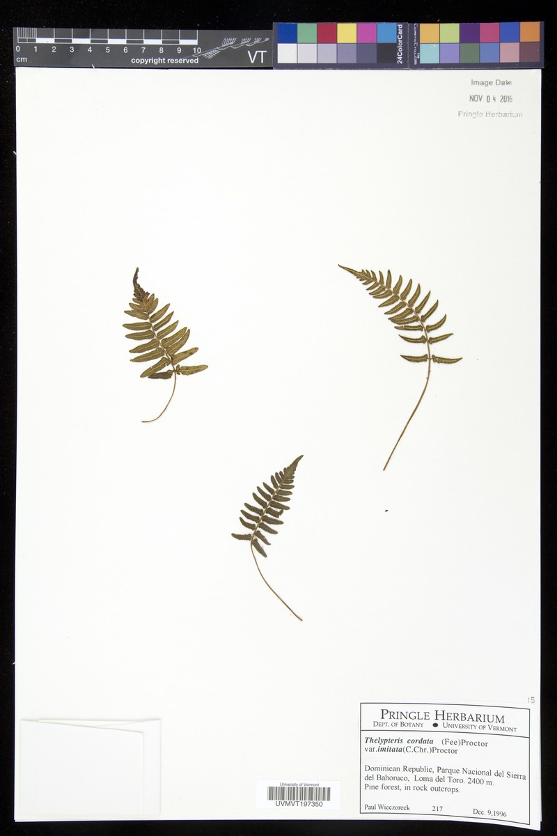 Heartleaf Maiden Fern