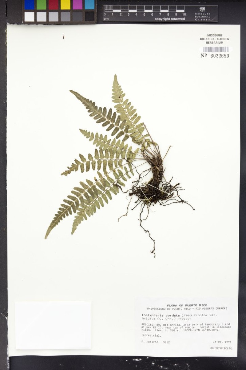 Heartleaf Maiden Fern photo 2