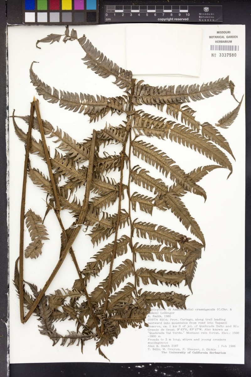 Thelypteris crassiuscula