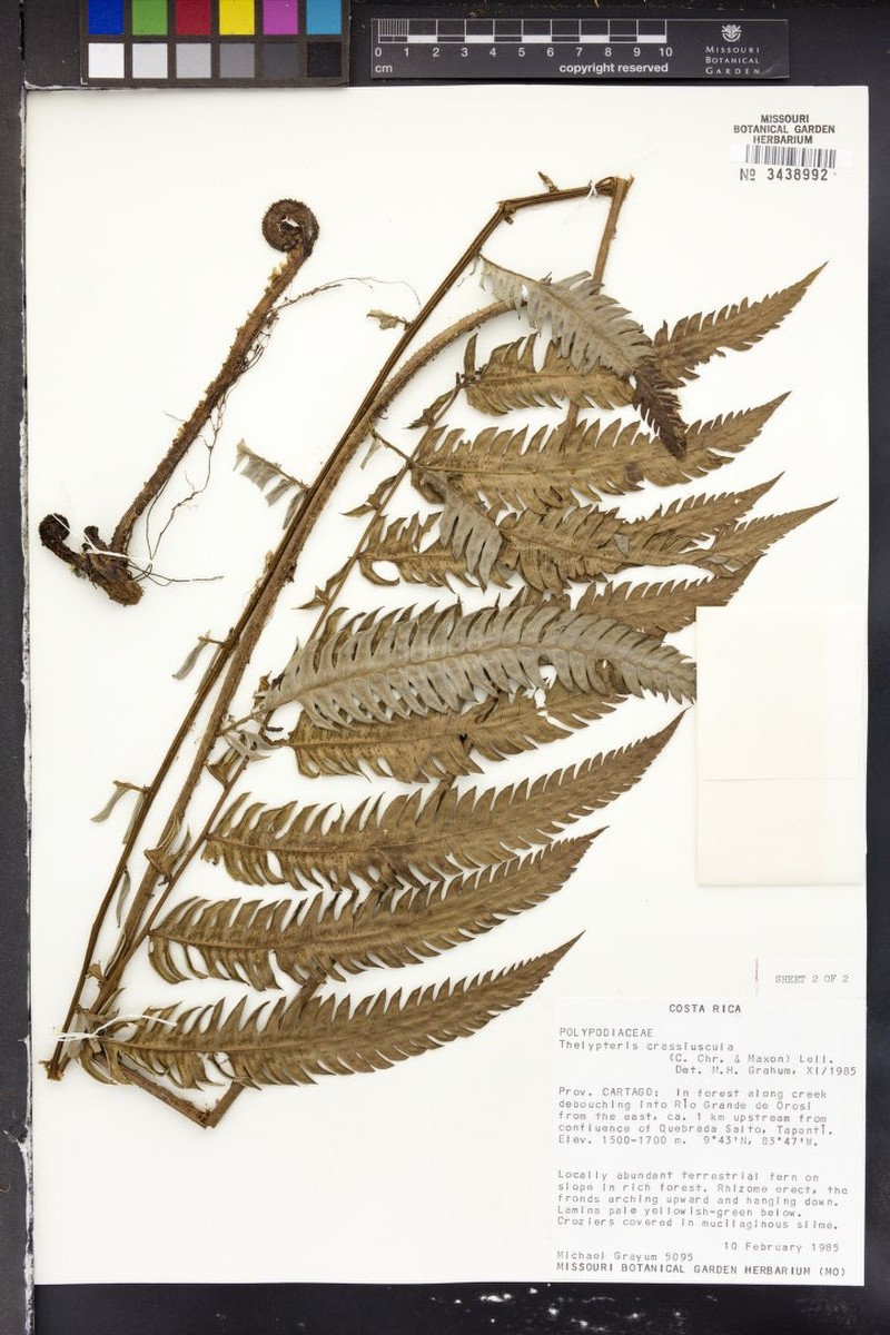 Thelypteris crassiuscula photo 2
