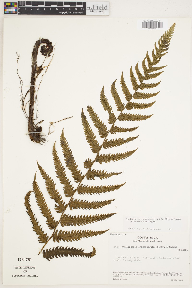 Thelypteris crassiuscula photo 3