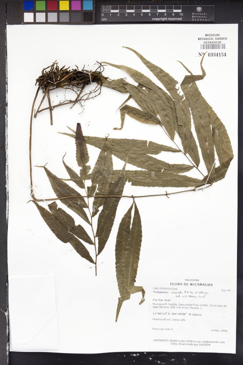 Thelypteris crenata