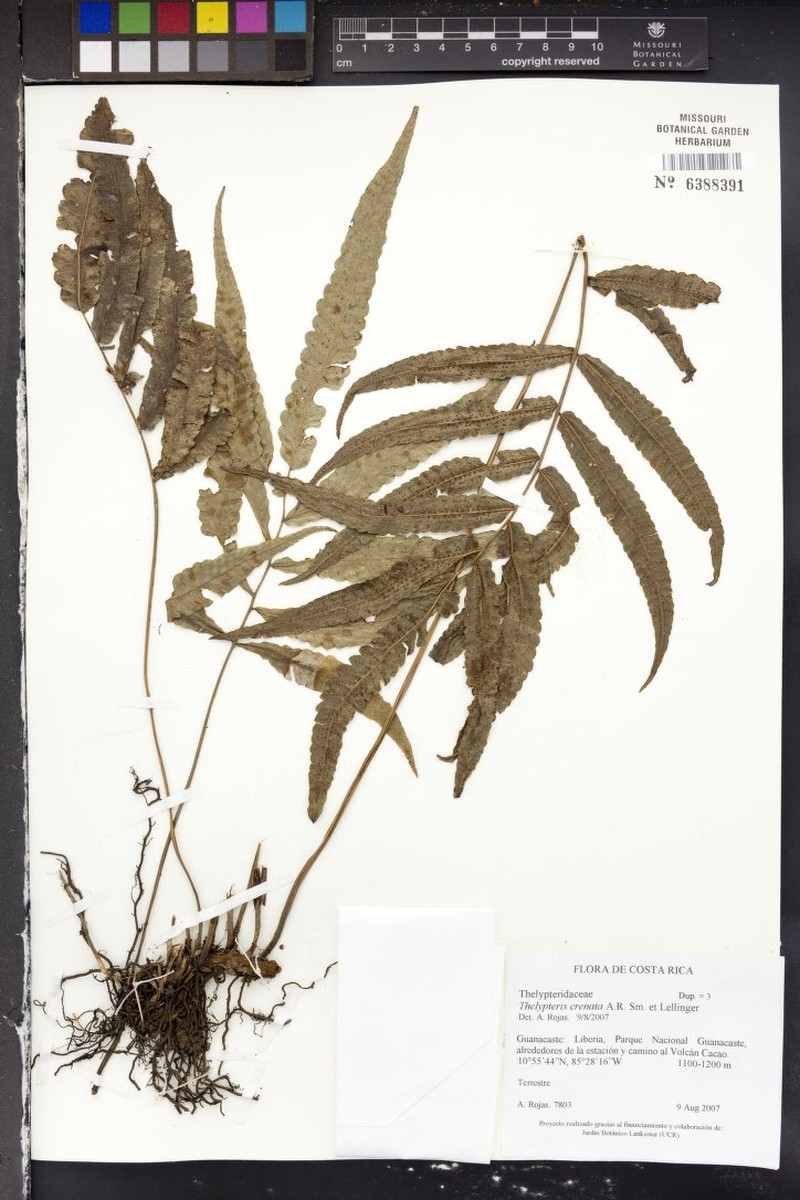 Thelypteris crenata photo 2