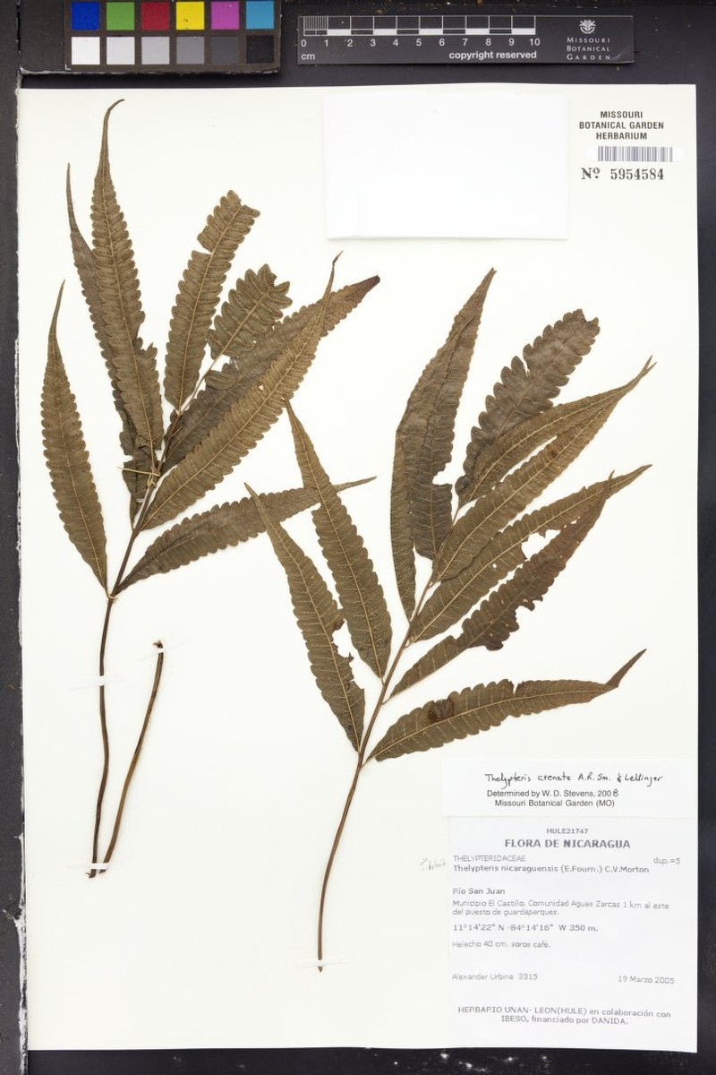 Thelypteris crenata photo 3