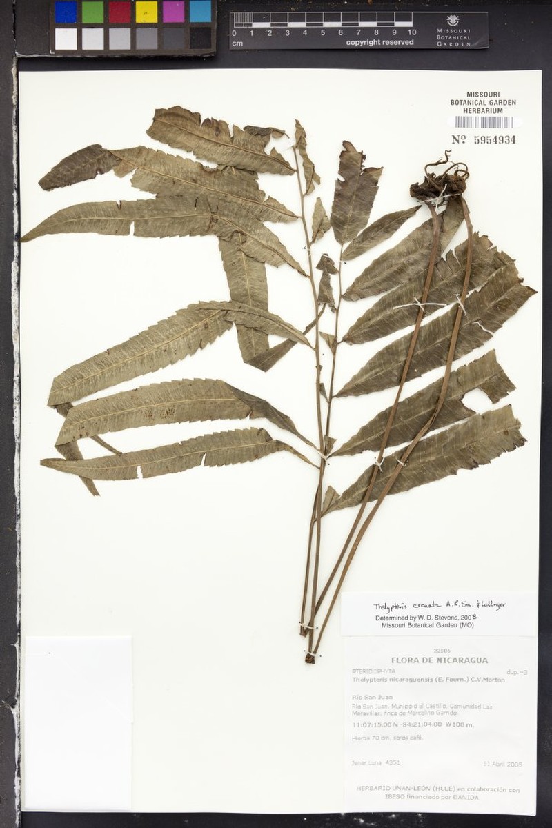 Thelypteris crenata photo 4
