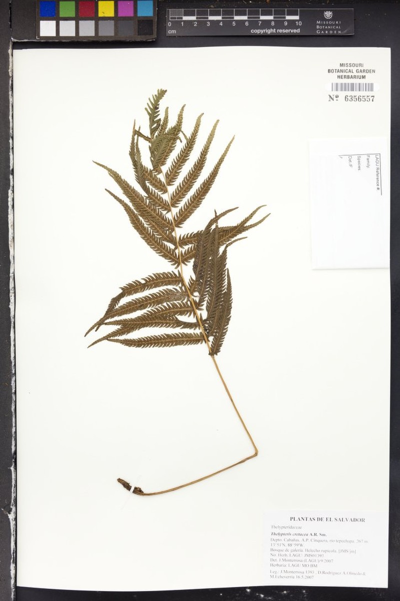 Thelypteris cretacea