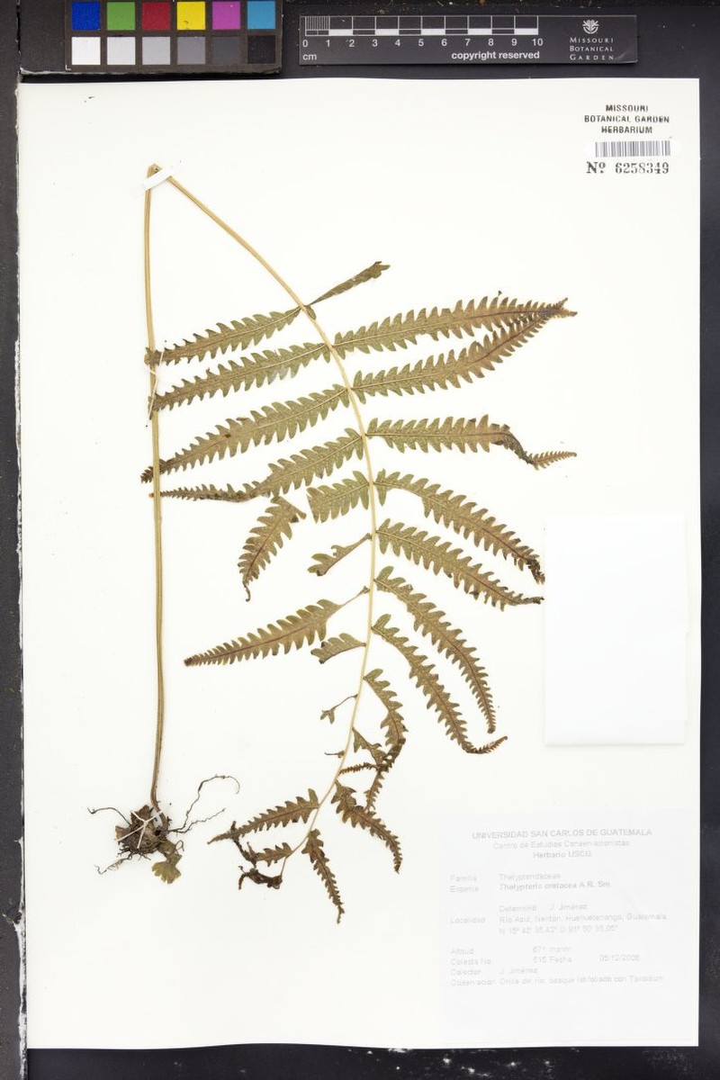 Thelypteris cretacea photo 2