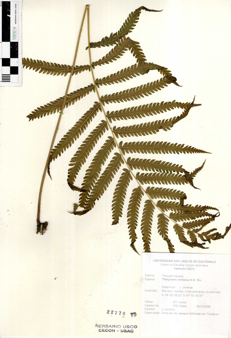 Thelypteris cretacea photo 3