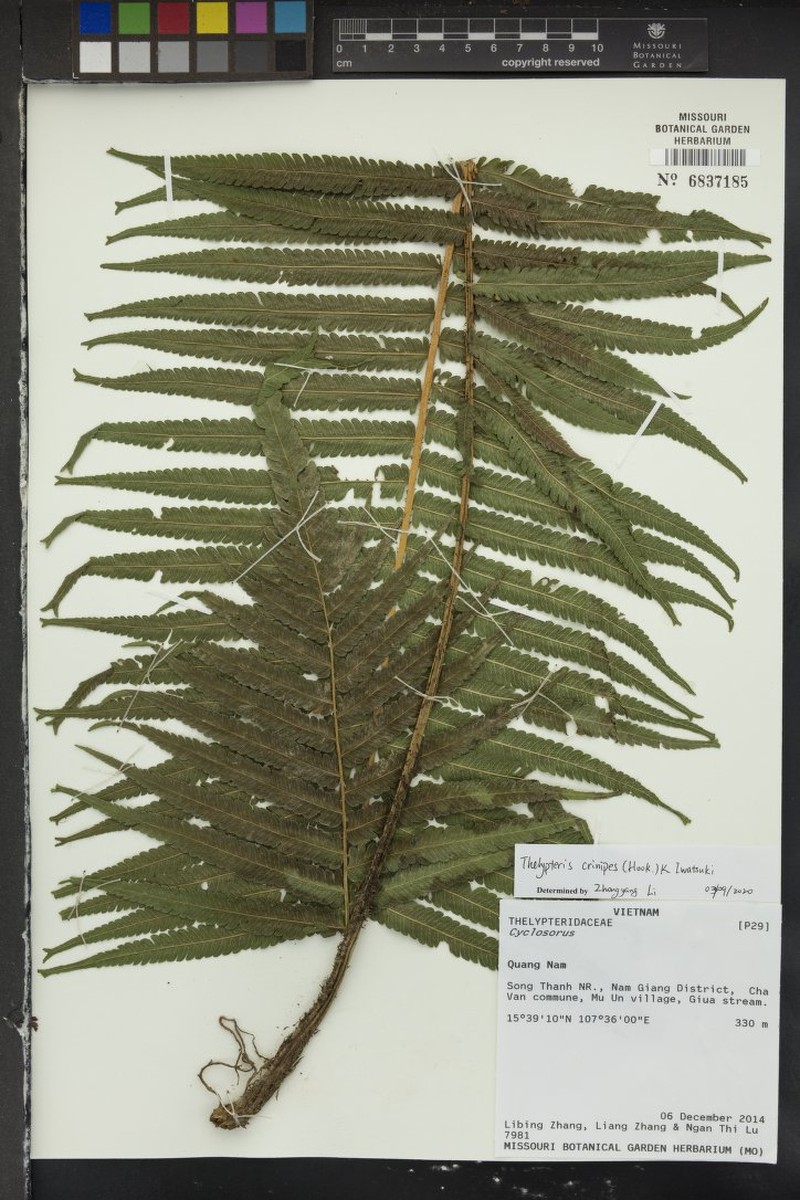 Thelypteris crinipes