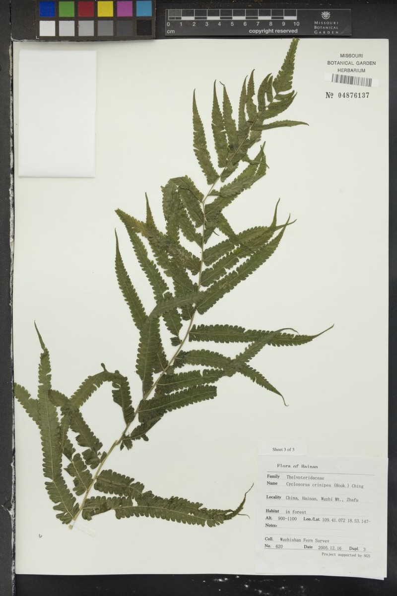 Thelypteris crinipes photo 2