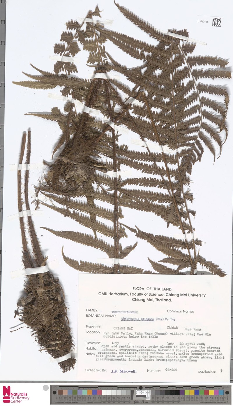 Thelypteris crinipes photo 3