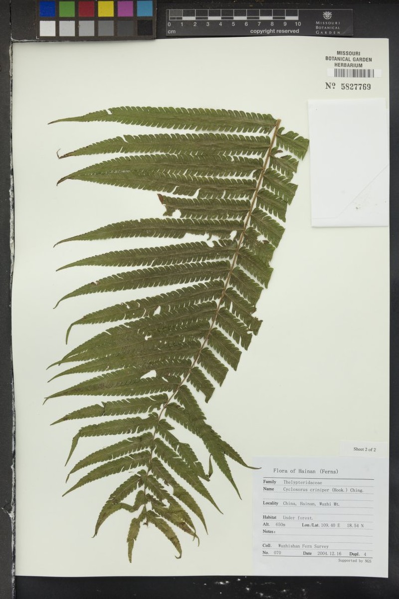 Thelypteris crinipes photo 4