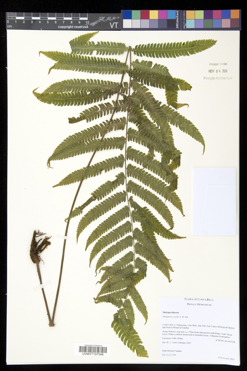 Thelypteris croatii photo 2