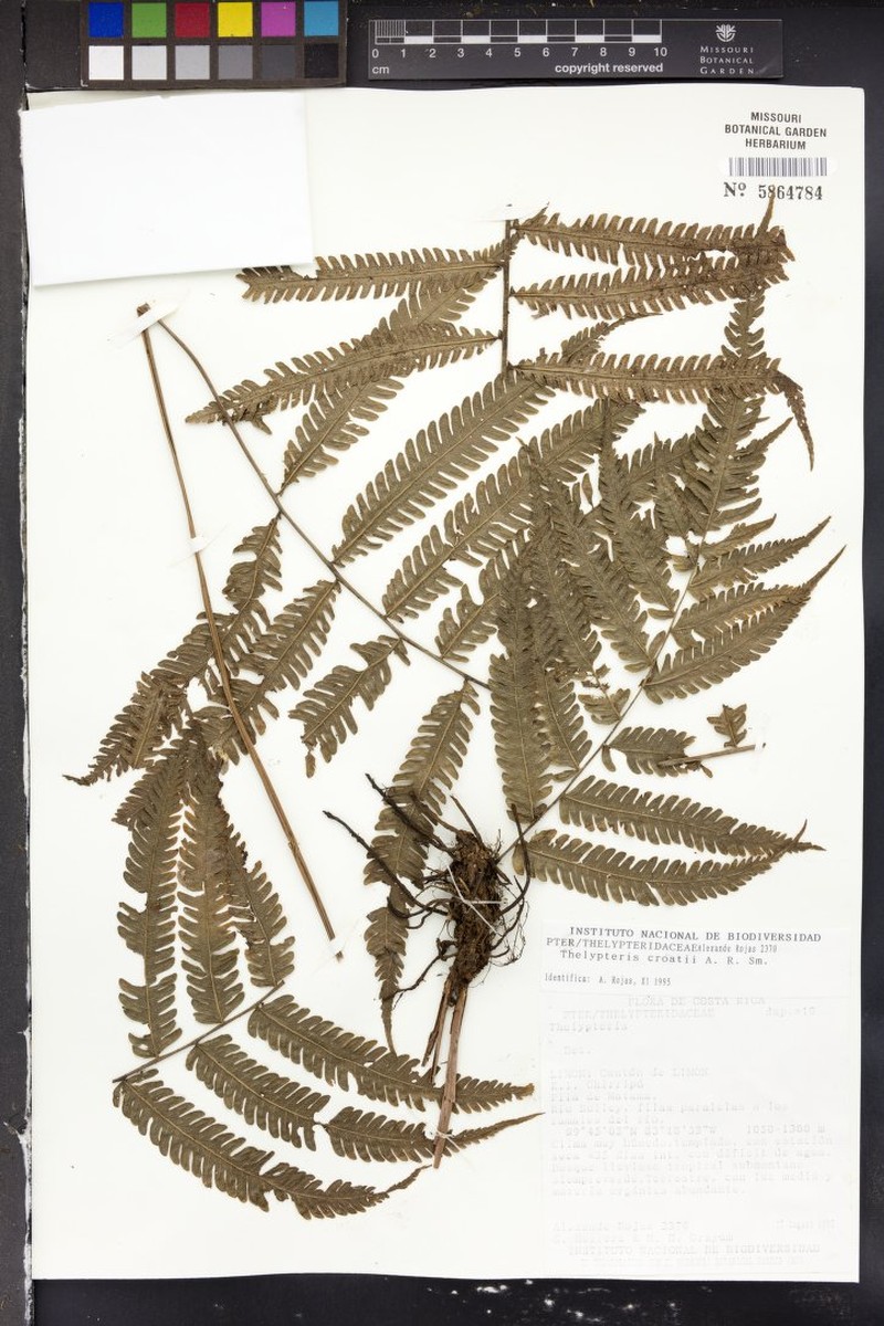 Thelypteris croatii photo 3