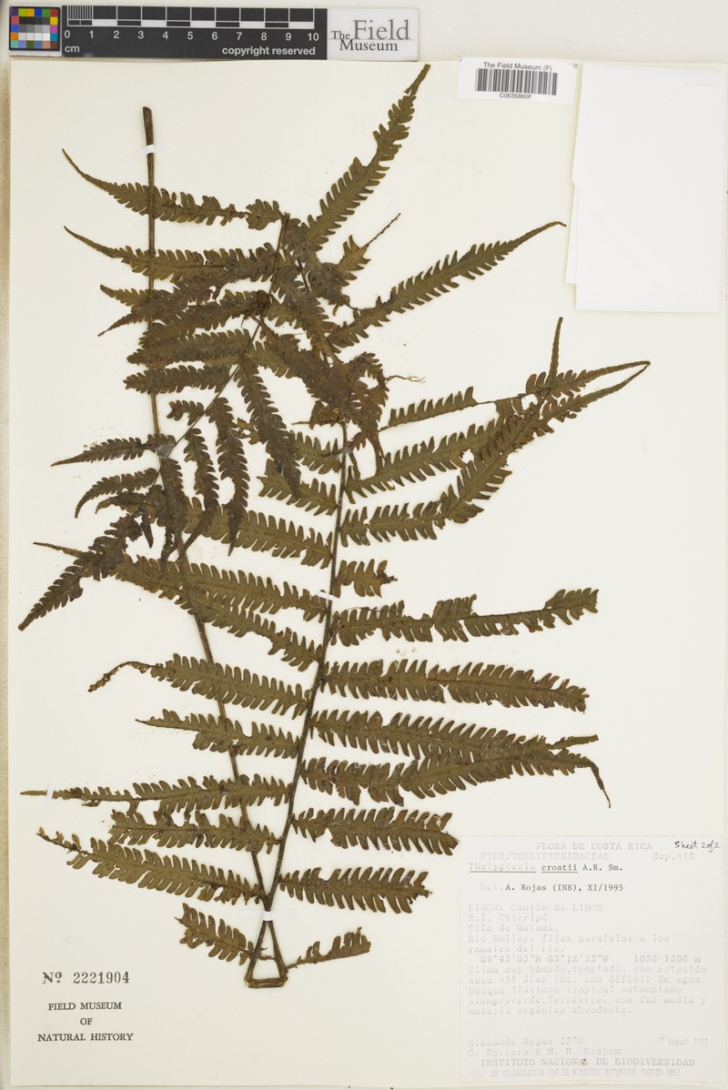 Thelypteris croatii photo 4