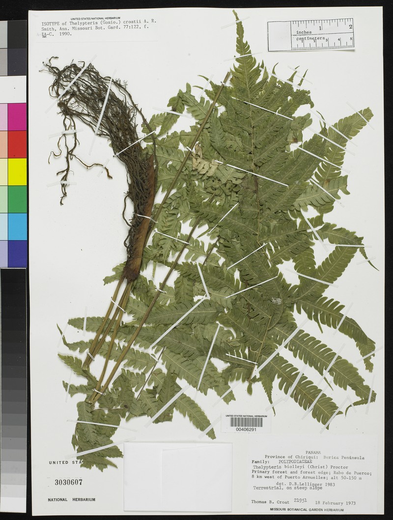 Thelypteris croatii