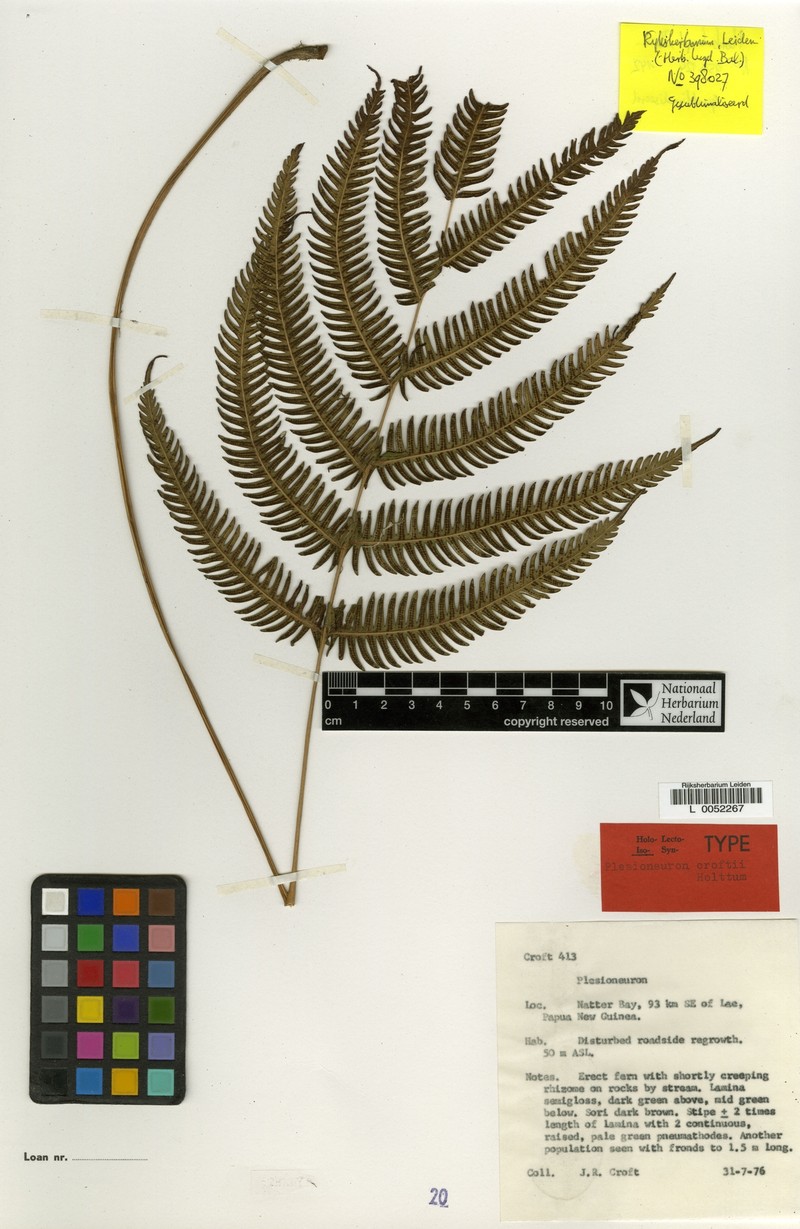 Thelypteris croftii