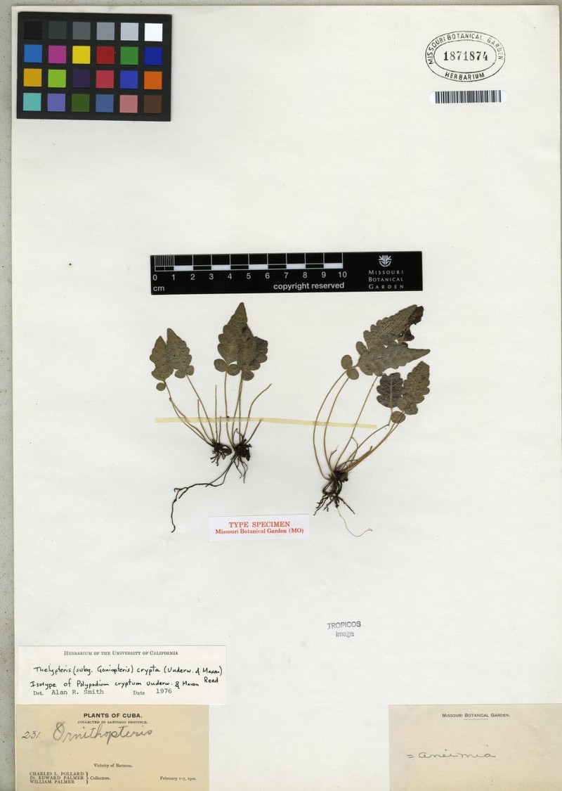 Thelypteris crypta