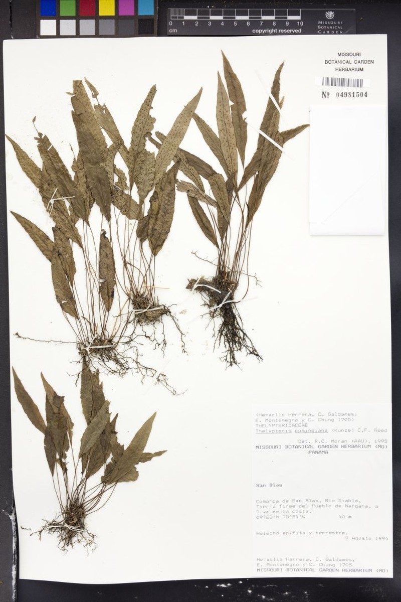 Thelypteris cumingiana