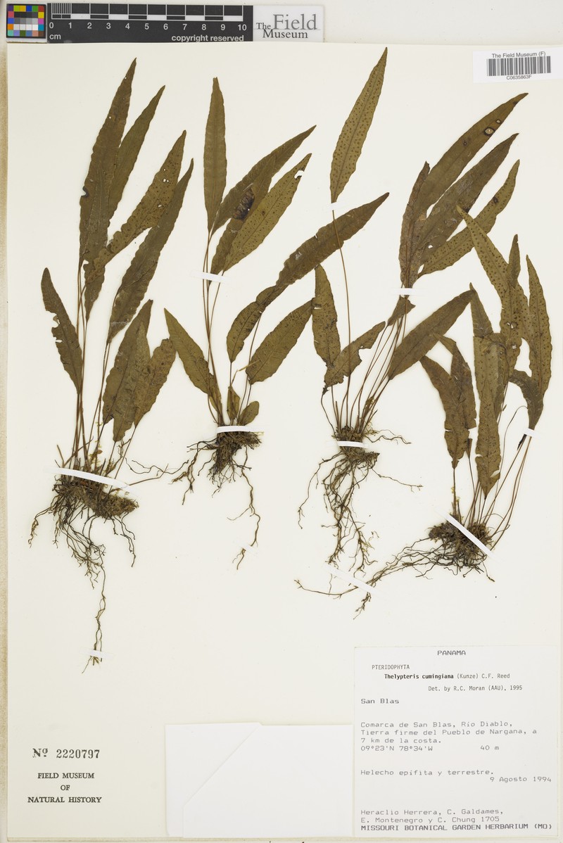 Thelypteris cumingiana photo 2