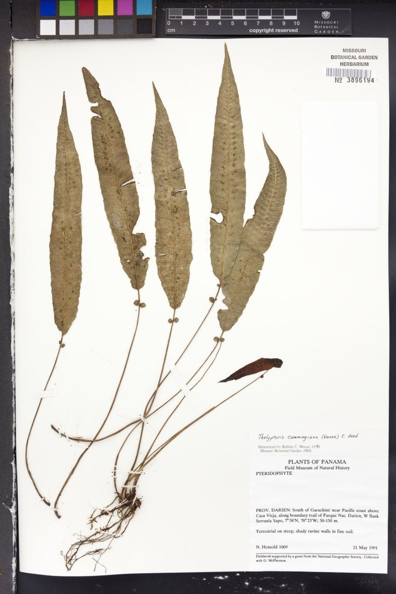 Thelypteris cumingiana photo 3
