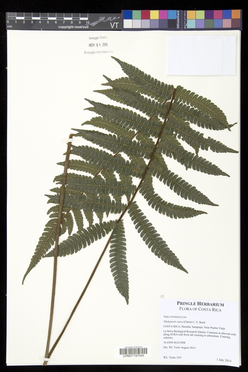 Thelypteris curta