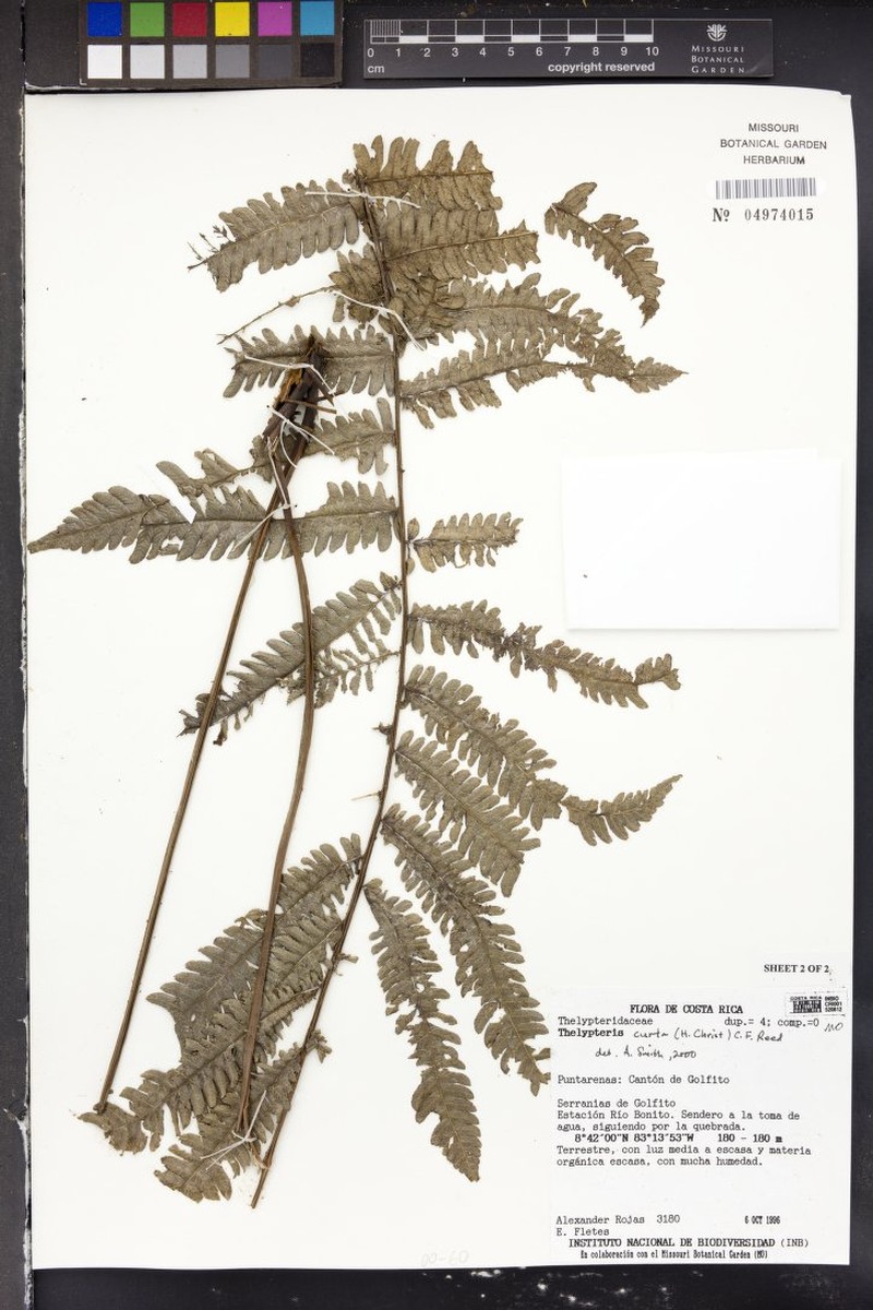 Thelypteris curta photo 3