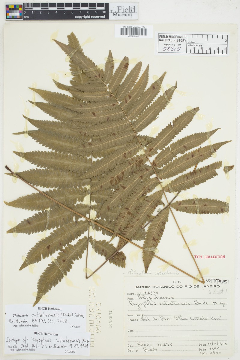 Thelypteris cutiataensis