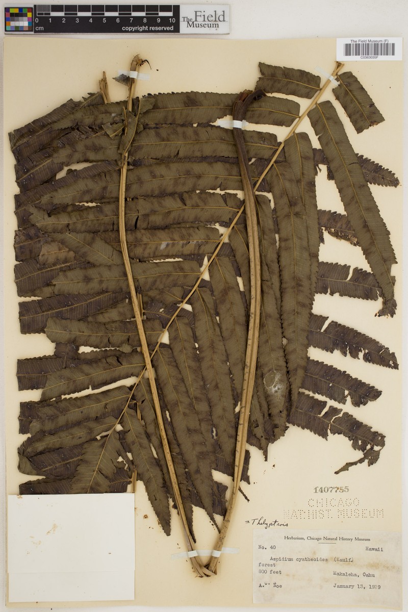 Lacy Maiden Fern photo 2
