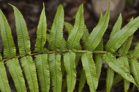 Lacy Maiden Fern
