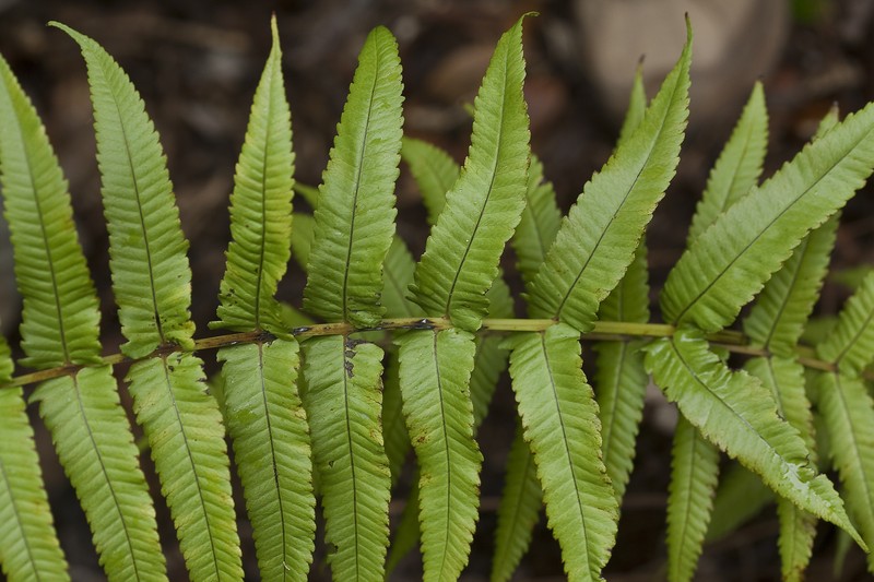 Lacy Maiden Fern