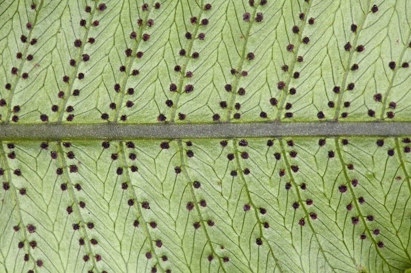 Lacy Maiden Fern photo 3