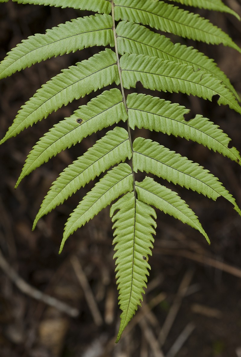 Lacy Maiden Fern photo 4