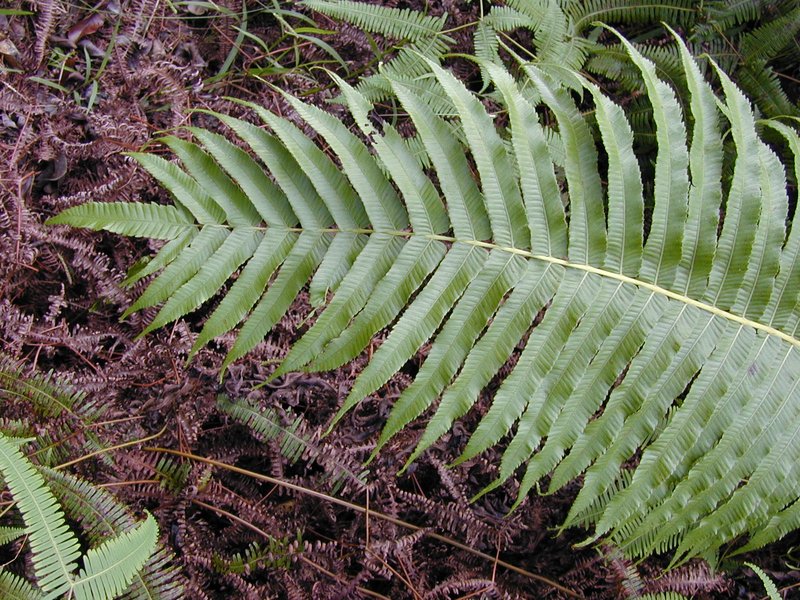 Lacy Maiden Fern