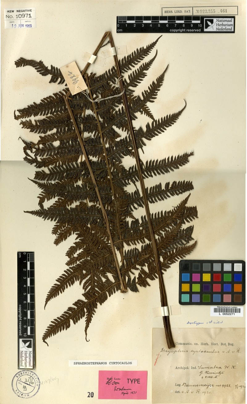 Thelypteris cyrtocaulos
