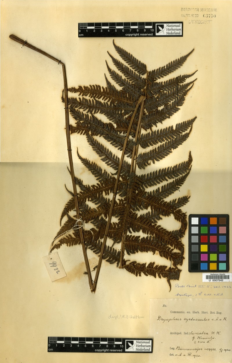 Thelypteris cyrtocaulos photo 2