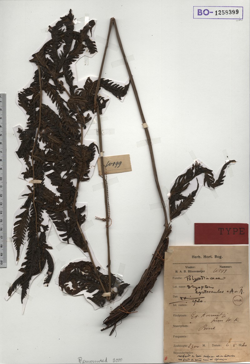 Thelypteris cyrtocaulos photo 3