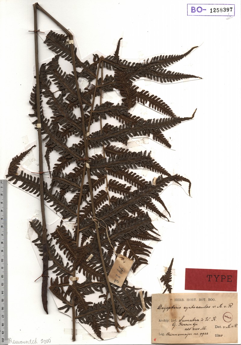 Thelypteris cyrtocaulos photo 4