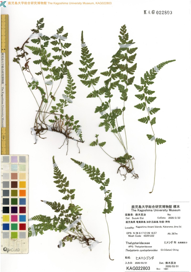 Thelypteris cystopteroides