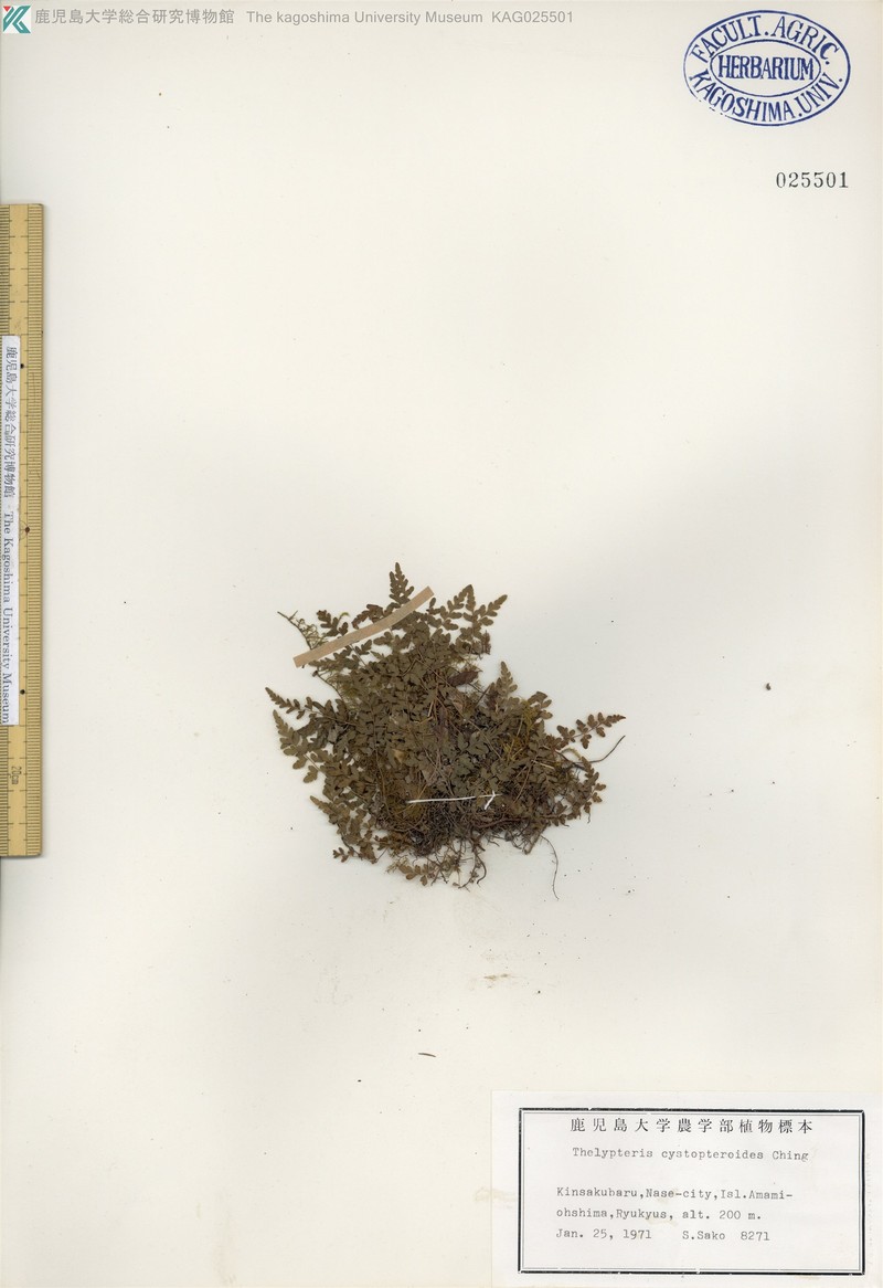 Thelypteris cystopteroides photo 2