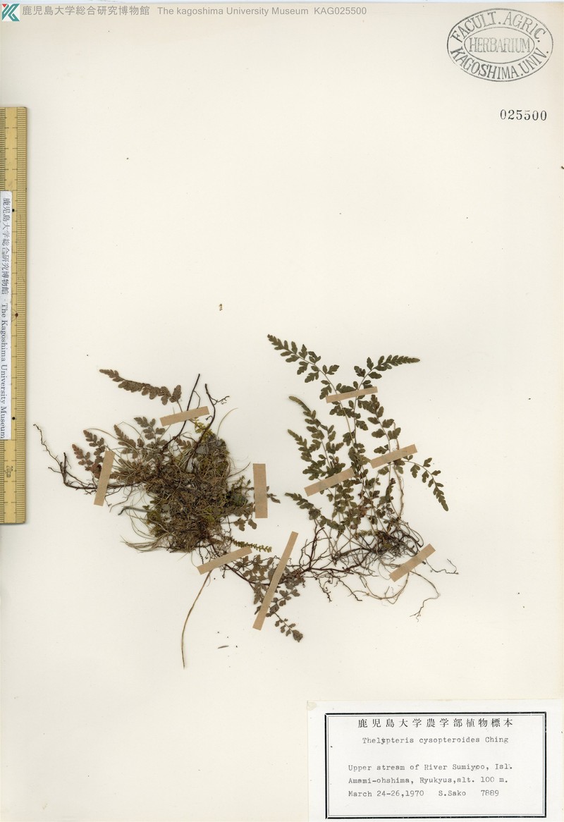 Thelypteris cystopteroides photo 3