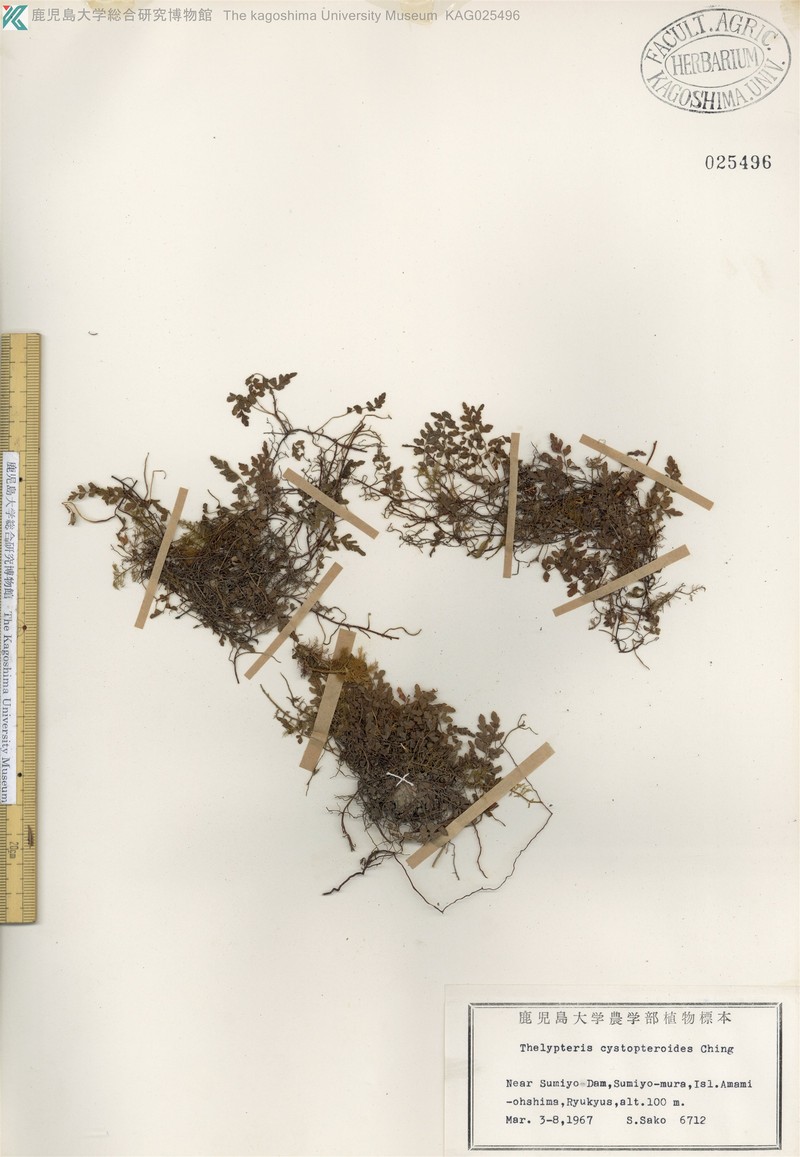 Thelypteris cystopteroides photo 4