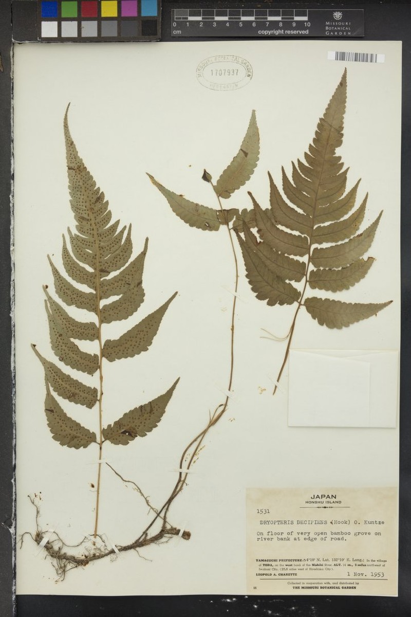 Thelypteris decipiens