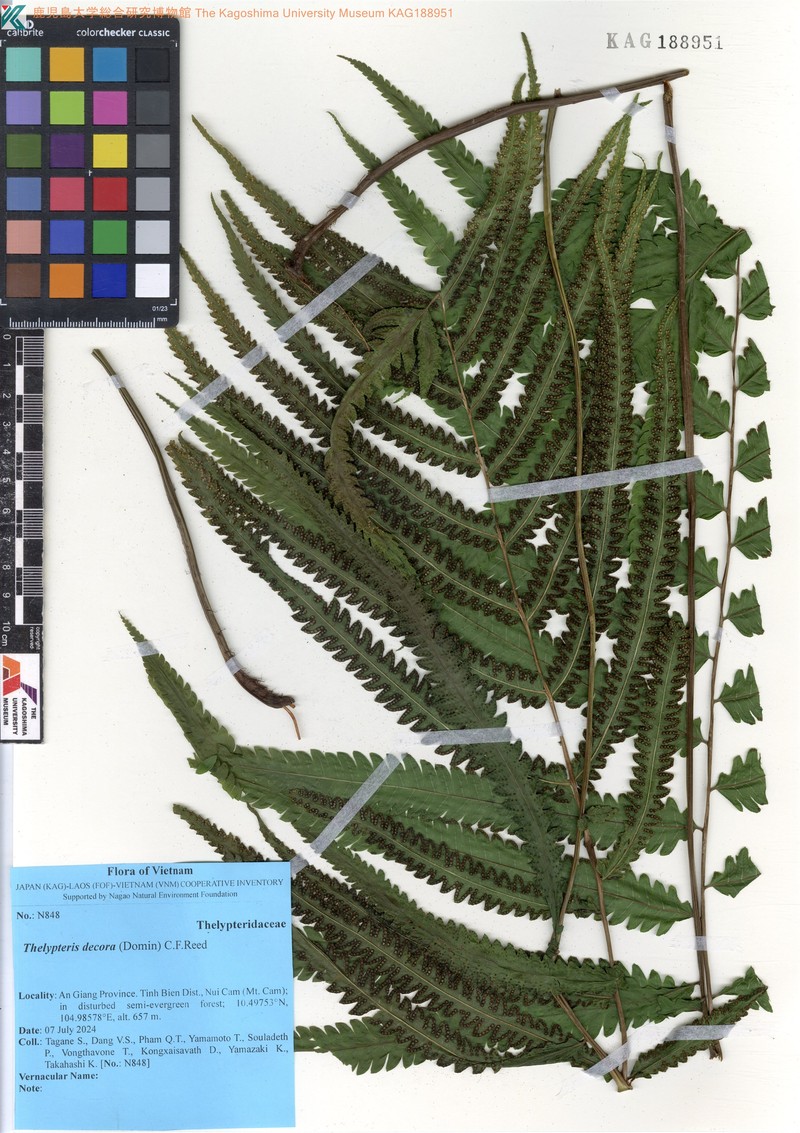 Thelypteris decora