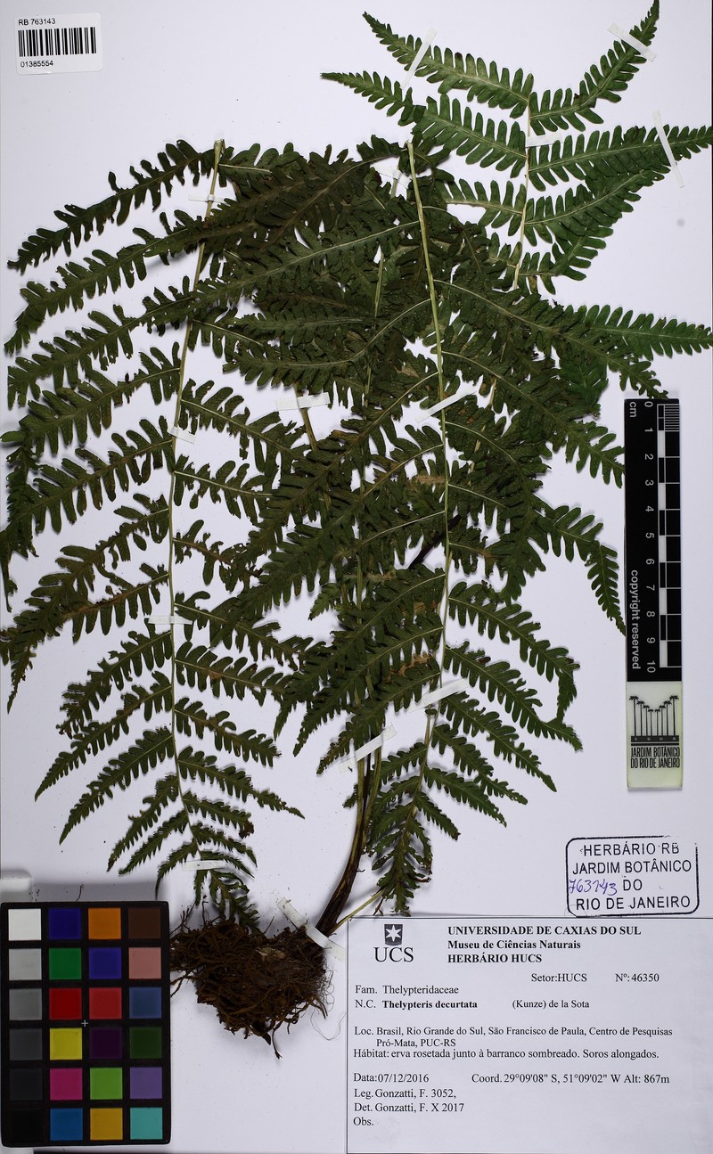 Thelypteris decurtata photo 2