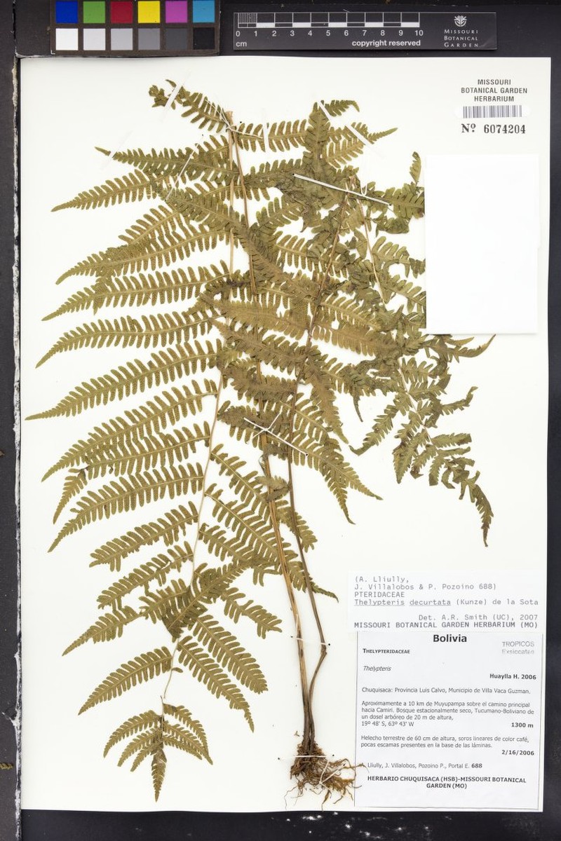 Thelypteris decurtata photo 3